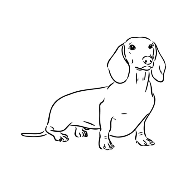 Dachshund Hond. Handgetekend. Vector illustratie teckel hond vector — Stockvector