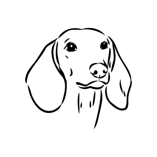 Dachshund Dog. Mão desenhada. Vetor ilustração dachshund cão vetor —  Vetores de Stock