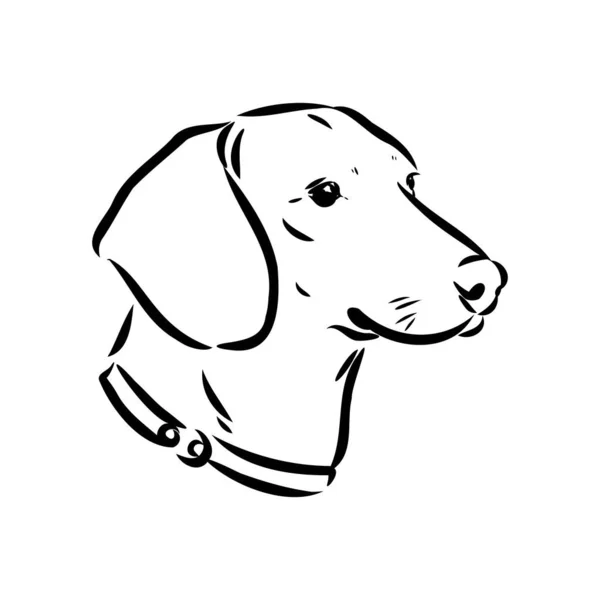 Dachshund Dog. Mano dibujada. Ilustración vectorial perro dachshund vector — Vector de stock