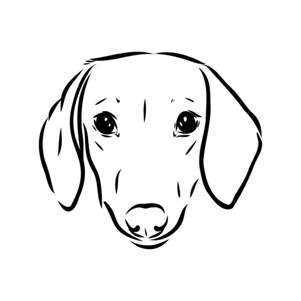 Dackelhund. Handgezeichnet. Vektor Illustration Dackel Hund Vektor — Stockvektor