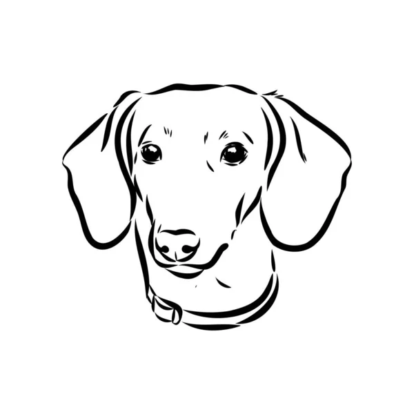 Cane bassotto. Disegnato a mano. Vettore illustrazione bassotto cane vettore — Vettoriale Stock