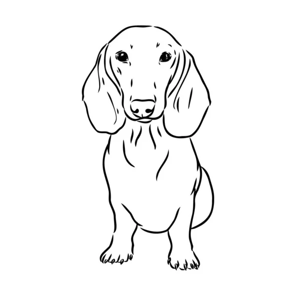 Dachshund Dog. Handritad. Vektor illustration tax hund vektor — Stock vektor