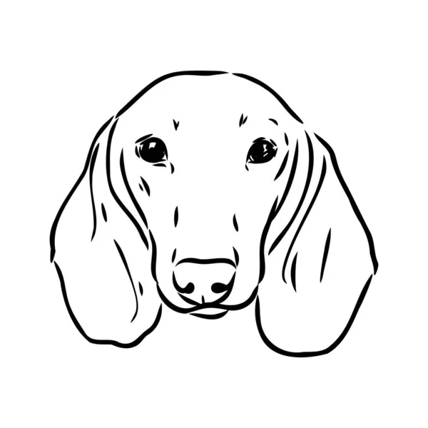 Dachshund Hond. Handgetekend. Vector illustratie teckel hond vector — Stockvector
