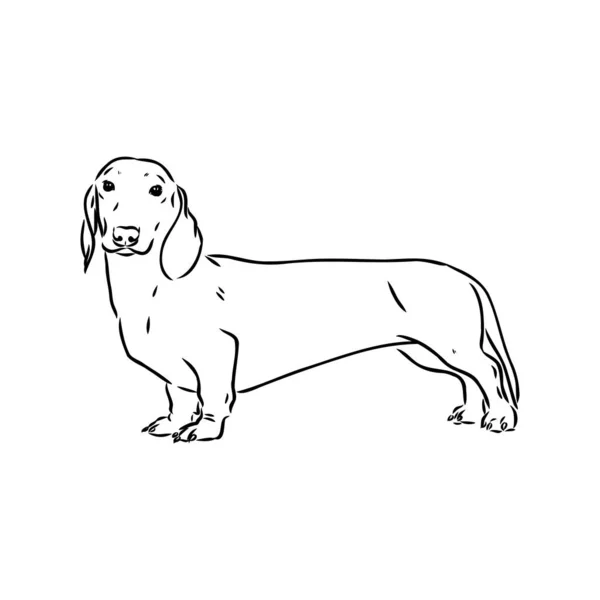 Dachshund Dog. Mão desenhada. Vetor ilustração dachshund cão vetor —  Vetores de Stock