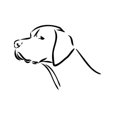 Beyaz arkaplanda izole edilmiş siyah renkli şirin işaretçi köpek vektör illüstrasyonunun dekoratif çizimi. Tasarım ve dövme için izole görüntü.