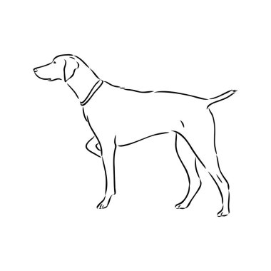 Beyaz arkaplanda izole edilmiş siyah renkli şirin işaretçi köpek vektör illüstrasyonunun dekoratif çizimi. Tasarım ve dövme için izole görüntü.