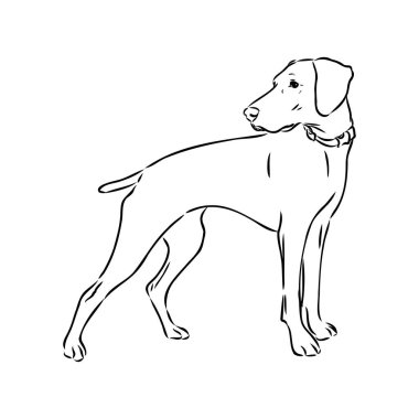 Beyaz arkaplanda izole edilmiş siyah renkli şirin işaretçi köpek vektör illüstrasyonunun dekoratif çizimi. Tasarım ve dövme için izole görüntü.