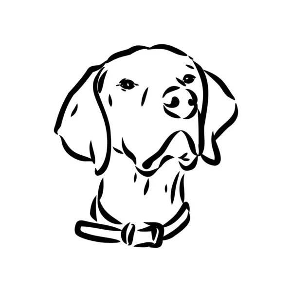 Decoratieve outline portret van schattige pointer hond vector illustratie in zwarte kleur geïsoleerd op witte achtergrond. Geïsoleerd beeld voor ontwerp en tatoeage. — Stockvector