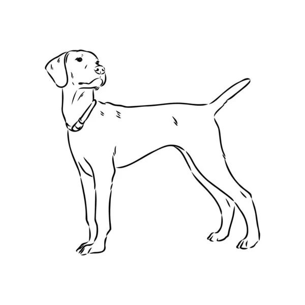 Dekorativní obrys portrét roztomilé ukazatel pes vektor ilustrace v černé barvě izolované na bílém pozadí. Izolovaný obrázek pro design a tetování. — Stockový vektor