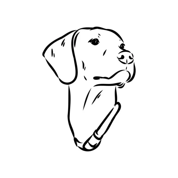 Dekorativní obrys portrét roztomilé ukazatel pes vektor ilustrace v černé barvě izolované na bílém pozadí. Izolovaný obrázek pro design a tetování. — Stockový vektor