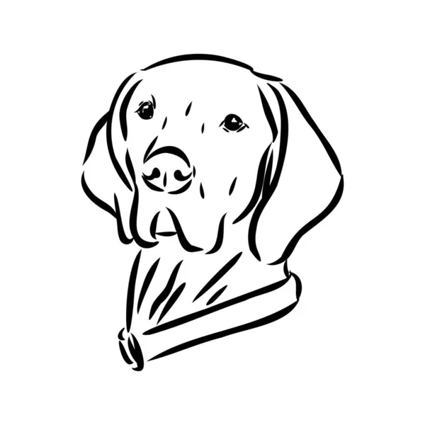 Dekoracyjny zarys portret cute wskaźnik pies wektor ilustracji w kolorze czarnym izolowane na białym tle. Izolowany obraz do projektowania i tatuażu. — Wektor stockowy
