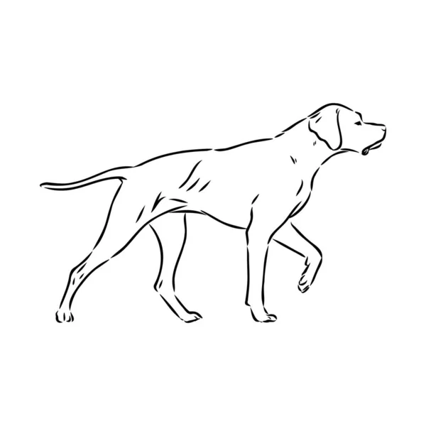 Dekorative Umrisse Porträt von niedlichen Zeiger Hund Vektor Illustration in schwarzer Farbe isoliert auf weißem Hintergrund. Isoliertes Image für Design und Tätowierung. — Stockvektor