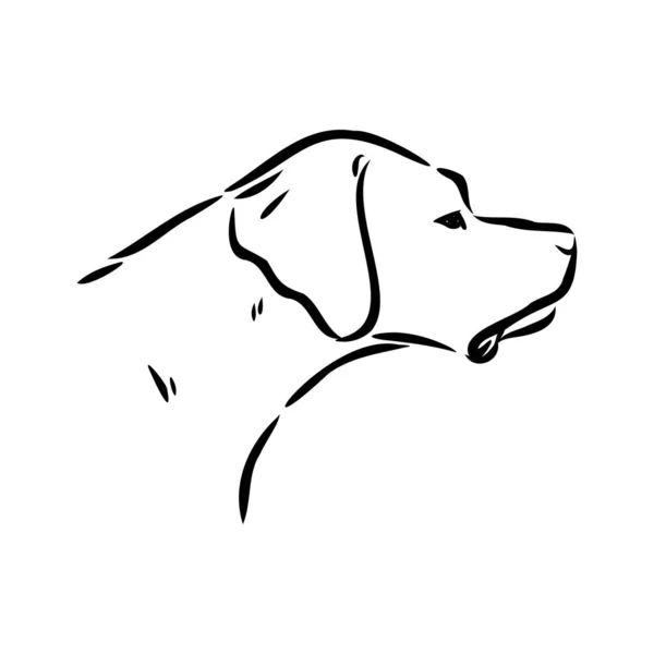 Decorative outline portrait of cute pointer dog vector illustration in black color isolated on white background. Isolated image for design and tattoo. — Stock Vector
