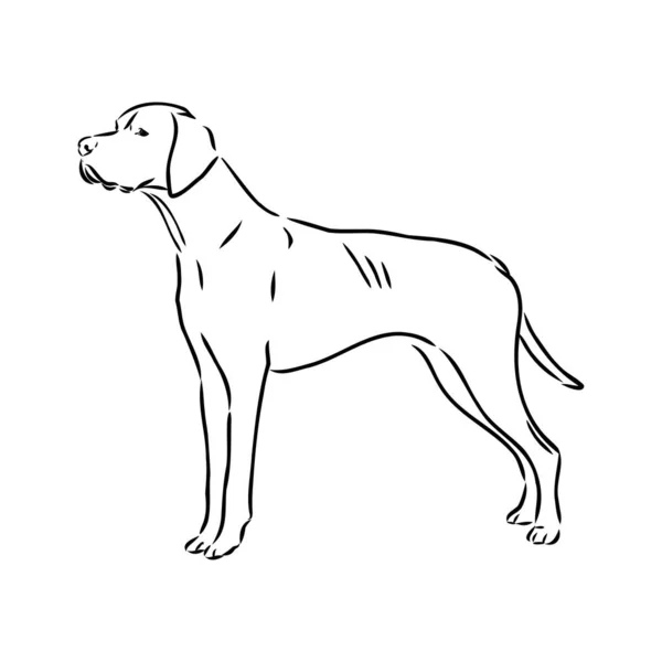 Dekoracyjny zarys portret cute wskaźnik pies wektor ilustracji w kolorze czarnym izolowane na białym tle. Izolowany obraz do projektowania i tatuażu. — Wektor stockowy