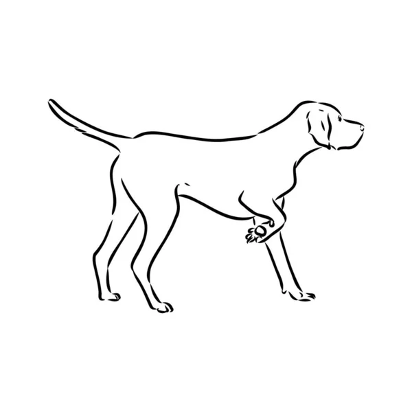 Декоративний контур портрет милих собак-пойнтерів Векторні ілюстрації в чорному кольорі ізольовані на білому тлі. Ізольоване зображення для дизайну та татуювання . — стоковий вектор