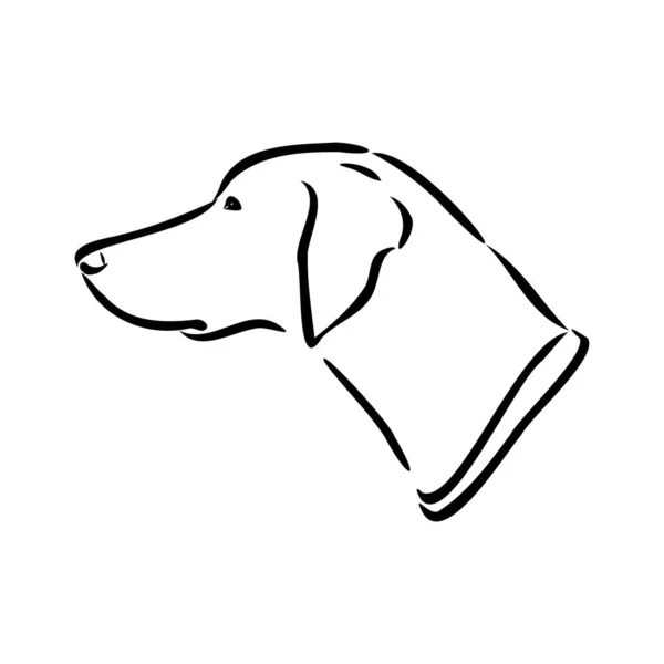 Decorative outline portrait of cute pointer dog vector illustration in black color isolated on white background. Isolated image for design and tattoo. — Stock Vector
