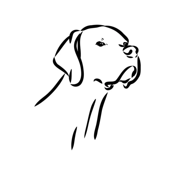 Portrait de contour décoratif de mignon chien pointeur vecteur illustration en couleur noire isolée sur fond blanc. Image isolée pour la conception et le tatouage. — Image vectorielle