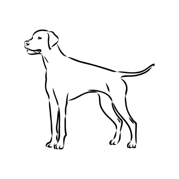 Decoratieve outline portret van schattige pointer hond vector illustratie in zwarte kleur geïsoleerd op witte achtergrond. Geïsoleerd beeld voor ontwerp en tatoeage. — Stockvector