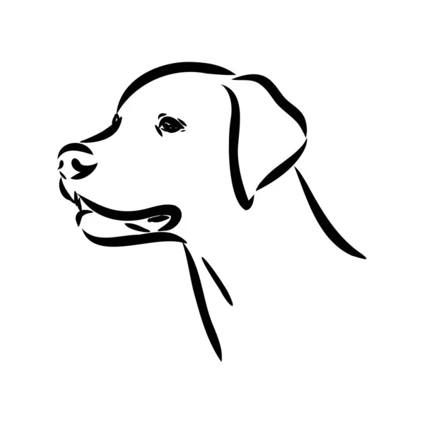 Portrait de contour décoratif de mignon chien pointeur vecteur illustration en couleur noire isolée sur fond blanc. Image isolée pour la conception et le tatouage. — Image vectorielle