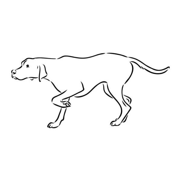Ritratto decorativo contorno di simpatico puntatore cane vettoriale illustrazione in colore nero isolato su sfondo bianco. Immagine isolata per design e tatuaggio. — Vettoriale Stock