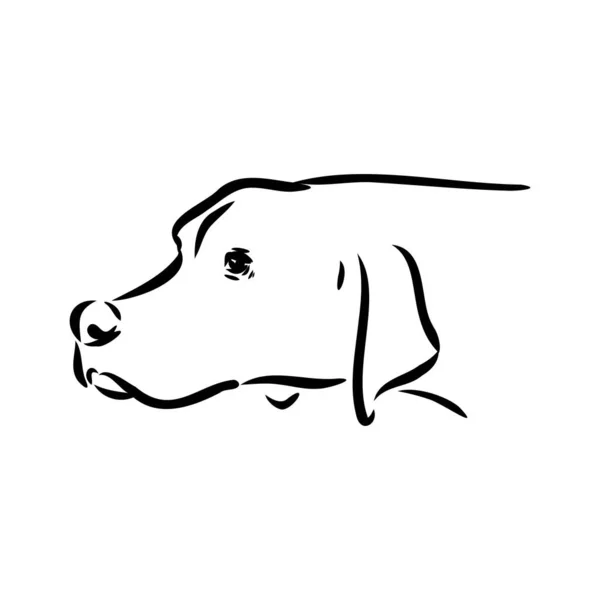 Portrait de contour décoratif de mignon chien pointeur vecteur illustration en couleur noire isolée sur fond blanc. Image isolée pour la conception et le tatouage. — Image vectorielle