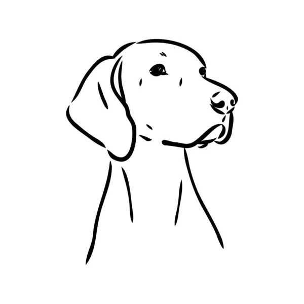 Decoratieve outline portret van schattige pointer hond vector illustratie in zwarte kleur geïsoleerd op witte achtergrond. Geïsoleerd beeld voor ontwerp en tatoeage. — Stockvector