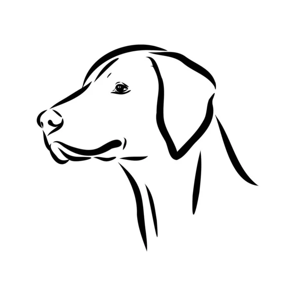 Portrait de contour décoratif de mignon chien pointeur vecteur illustration en couleur noire isolée sur fond blanc. Image isolée pour la conception et le tatouage. — Image vectorielle