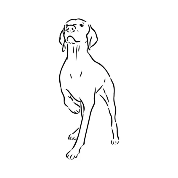 Esquema decorativo retrato de lindo puntero perro vector ilustración en color negro aislado sobre fondo blanco. Imagen aislada para diseño y tatuaje. — Vector de stock