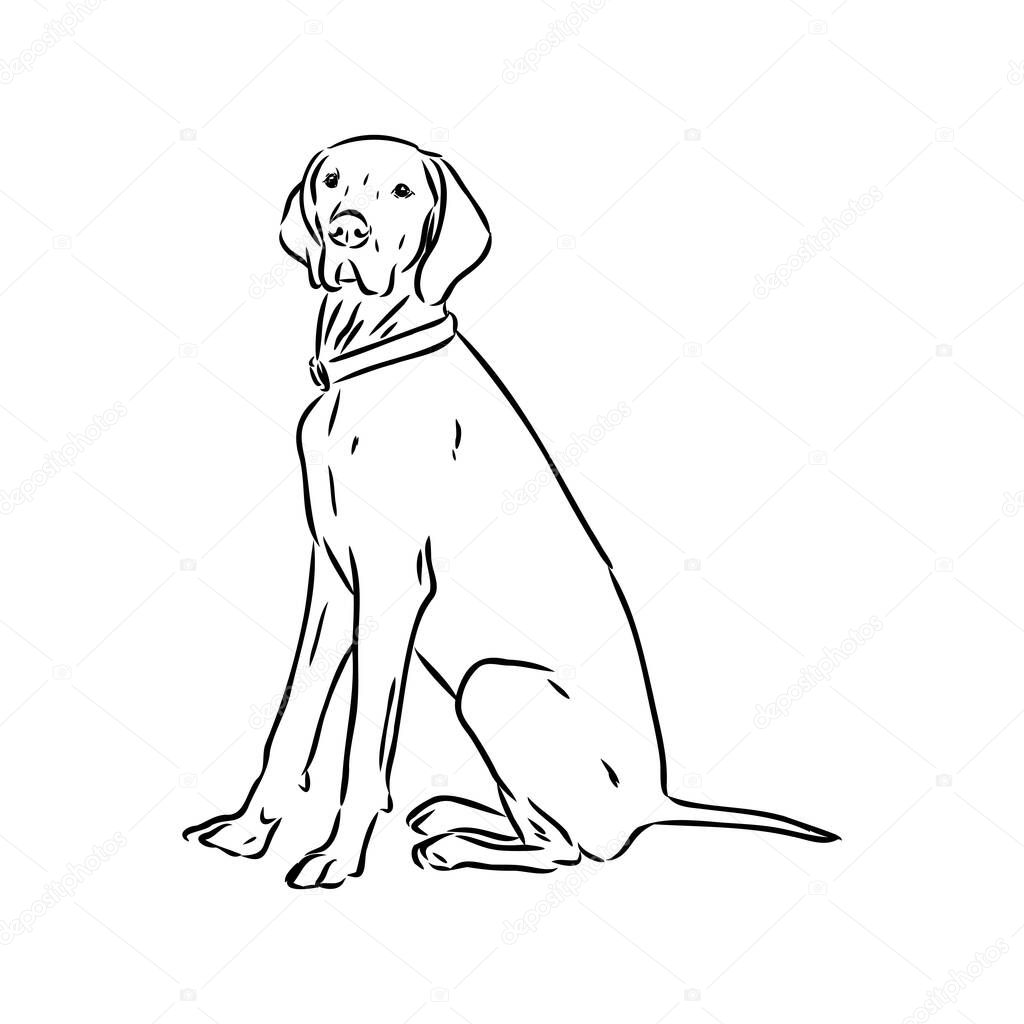 Decorative outline portrait of cute pointer dog vector illustration in black color isolated on white background. Isolated image for design and tattoo. pointer hunting dog vector sketch