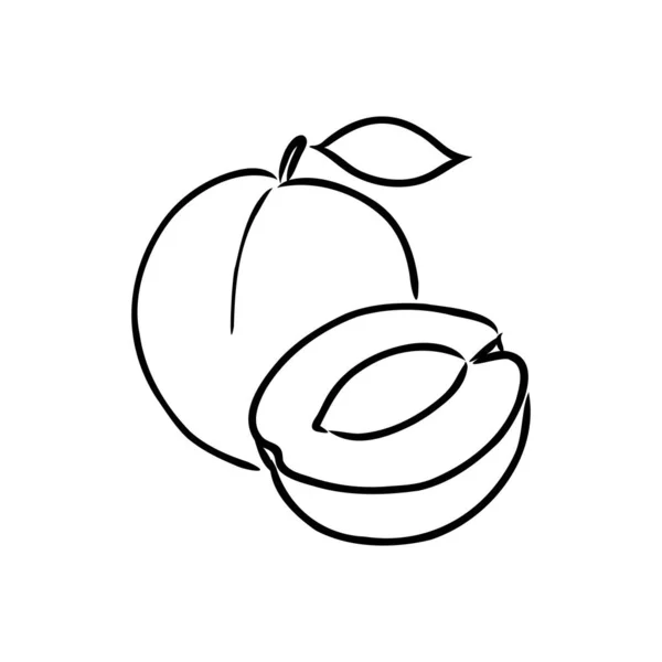 Mal for utforming av Apricot-vektor. frukt eller matikon . – stockvektor