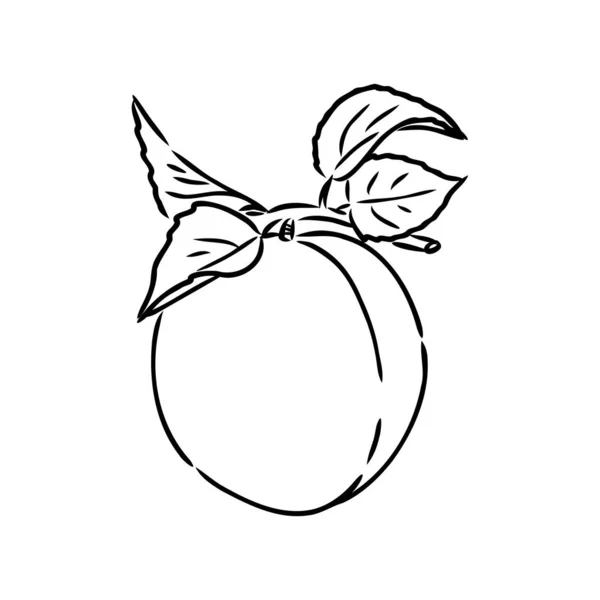 Modèle de conception de logo vectoriel abricot. icône de fruits ou de nourriture . — Image vectorielle