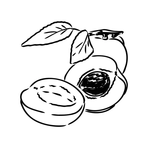 Modèle de conception de logo vectoriel abricot. icône de fruits ou de nourriture . — Image vectorielle