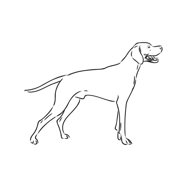 Mão de cão desenhada. Ponteiro. Ilustração vetorial isolada — Vetor de Stock