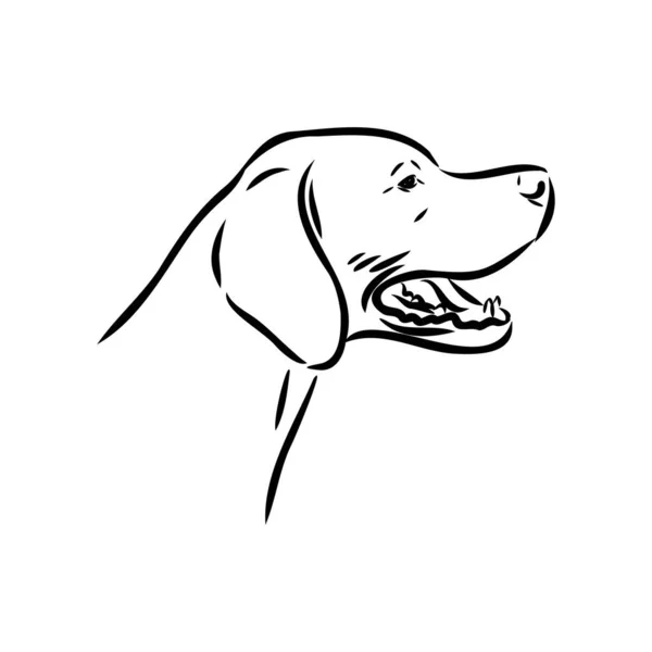 Mão de cão desenhada. Ponteiro. Ilustração vetorial isolada —  Vetores de Stock