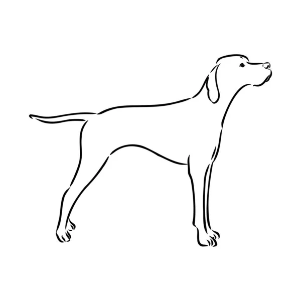 Mano di cane disegnata. Puntatore. Illustrazione vettoriale isolato — Vettoriale Stock