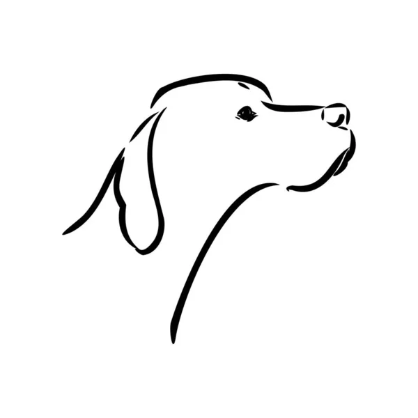 Mão de cão desenhada. Ponteiro. Ilustração vetorial isolada — Vetor de Stock