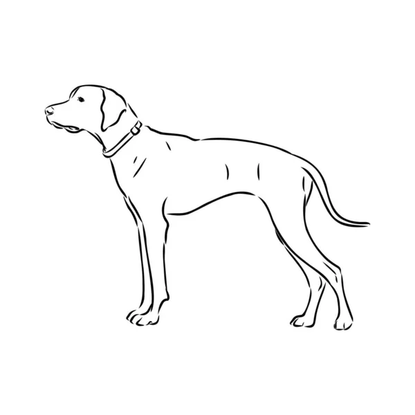 Hondenhand getrokken. Een tip. Vectorillustratie geïsoleerd — Stockvector