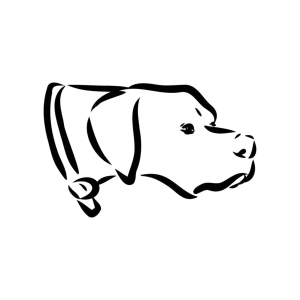 Mão de cão desenhada. Ponteiro. Ilustração vetorial isolada — Vetor de Stock