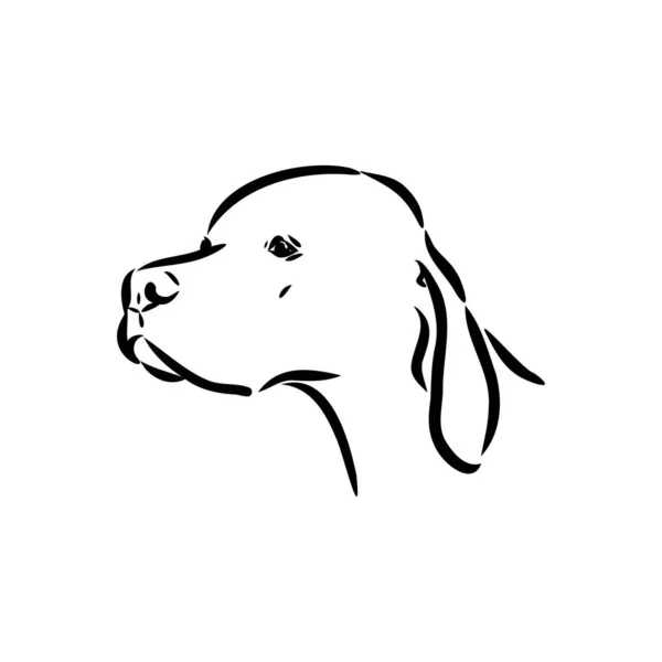 Собачья рука нарисована. Пойнтер. Векторная иллюстрация — стоковый вектор