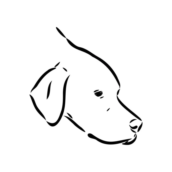 Main de chien dessinée. Pointeur. Illustration vectorielle isolée — Image vectorielle