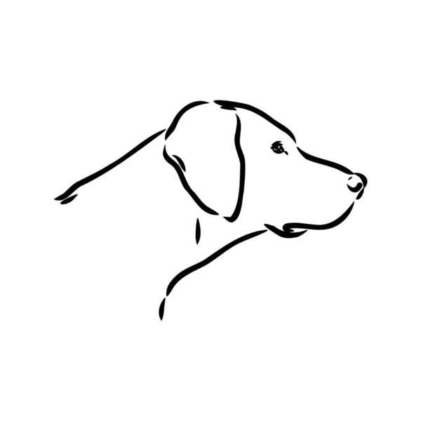 Mão de cão desenhada. Ponteiro. Ilustração vetorial isolada —  Vetores de Stock