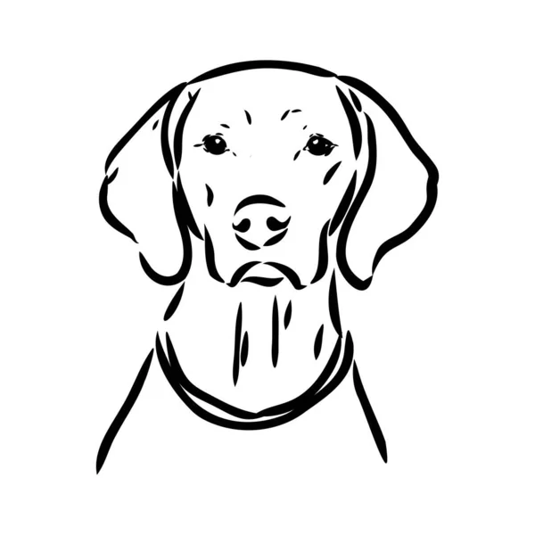 犬の手描き。ポインタ。ベクトル図 — ストックベクタ