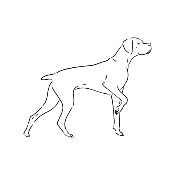 Hund von Hand gezeichnet. Zeiger. Vektorabbildung isoliert — Stockvektor