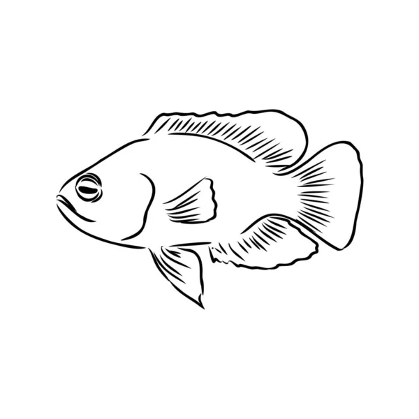 Goudvissen, handtekening, vector illustratie geïsoleerd op witte achtergrond aquarium vissen vector — Stockvector