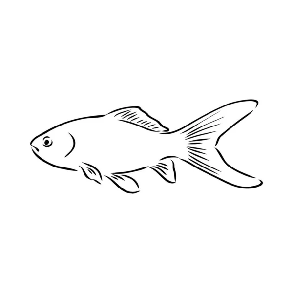 Peixinho dourado, desenho manual, ilustração vetorial isolada sobre fundo branco aquário peixe vetor —  Vetores de Stock