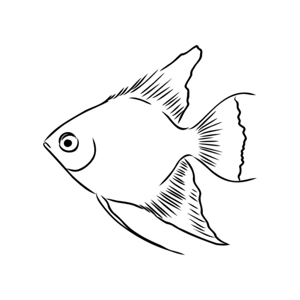금붕어, 손으로 그린 그림, 흰 배경 수족관 물고기 벡터에 분리 된 벡터 그림 — 스톡 벡터