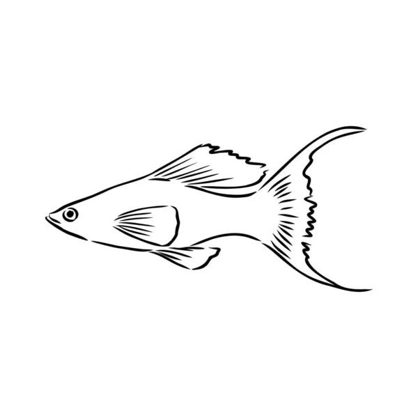 Goldfisch, Handzeichnung, Vektordarstellung isoliert auf weißem Hintergrund Aquarienfischvektor — Stockvektor