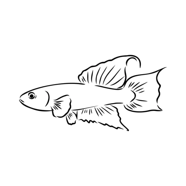 Guldfisk, handritning, vektor illustration isolerad på vit bakgrund akvarium fisk vektor — Stock vektor