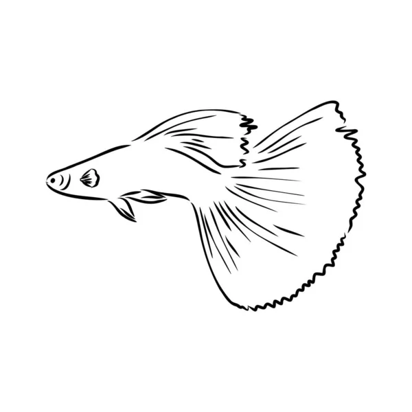 Goudvissen, handtekening, vector illustratie geïsoleerd op witte achtergrond aquarium vissen vector — Stockvector