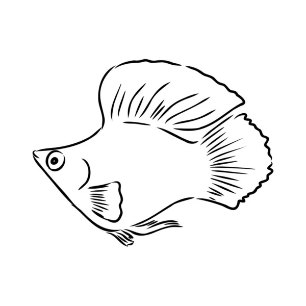 Pesci rossi, disegno a mano, illustrazione vettoriale isolata su sfondo bianco acquario vettore pesci — Vettoriale Stock